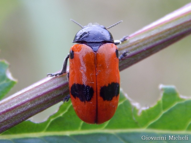 Chrysomelidae: Clytra laeviuscula